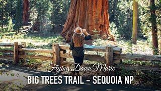 VLOG 168: Big Trees Trail (Giant Forest, Sequoia National Park)