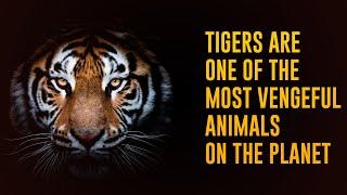 12 Incredible Facts About Tigers