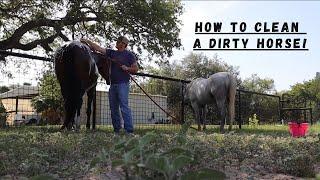 HOW to GIVE a HORSE a BATH! // TEAM ROPING 2020