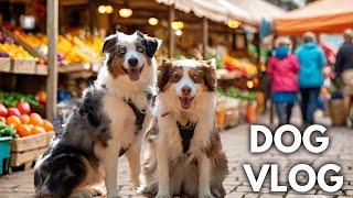 A Day In The Life Of Having 2 Mini Australian Shepherds | Vlog, Farmers Market & Dog Park