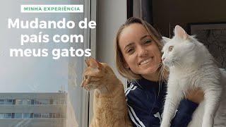 Viagem internacional com gatos | Brasil  Noruega