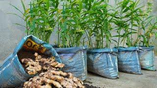 Too easy with the way to recycle old bags to grow ginger at home for many tubers