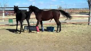 HORSE BREEDING