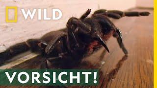 Das ist die giftigste Spinne der Welt! | Mai mit Biss