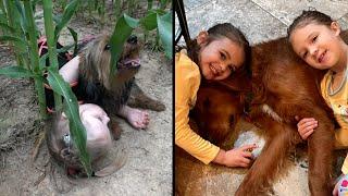 These Dogs Became Heroes and Saved Kids' Lives