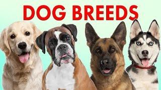 Breeds of Dogs - Part 1 - Learn Different Types of Dogs | Dog Breeds 101