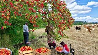 Real Life in an Azerbaijani village. The Best Videos Of Life In The Village In 2024. @Kənd Dadı