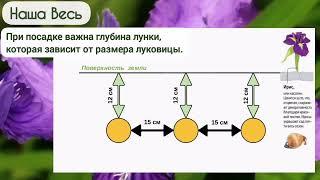 Луковичные ирисы - уход.