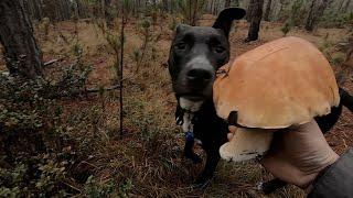 Foraging King of Mushroom aka Porcini! Delicious Boletus Edulis On Rice !