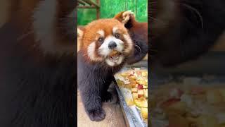 Red Panda  #shorts