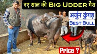 नए साल का धमाका Big Udder Buffalo  अर्जुन कुंगड़ सबसे पसंदीदा  Ravinder Mb.90502-82750