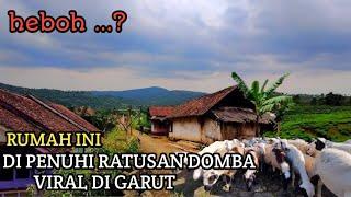 VIRAL ...! KAMPUNG TERPENCIL 1 RUMAH MEMILIKI RATUSAN DOMBA GARUT _fun with sheep