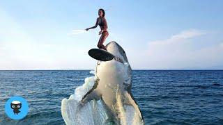 Great White Shark Breaches From Ocean And Swallows Surfer