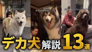 【超巨大】大型犬の可愛さがわかる解説 13選