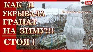 УКРЫТИЕ ГРАНАТА НА ЗИМУ-ЧЕТЫРЕХЛЕТКУ. КАК УКРЫВАТЬ ГРАНАТ ,ЕСЛИ ВЕТКИ УЖЕ НЕ ГНУТСЯ.ВЫХОД ЕСТЬ!