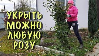 ГНИТЕ, НЕ БОЙТЕСЬ! Показываю как УКРЫТЬ КРУПНУЮ АНГЛИЙСКУЮ РОЗУ