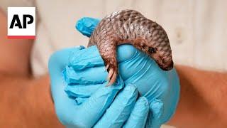 Prague zoo welcomes birth of second critically endangered Chinese pangolin in less than 2 years