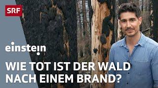 Ein Jahr nach dem Waldbrand von Bitsch: Was nachwächst, ist gefährdet | Einstein | SRF Wissen