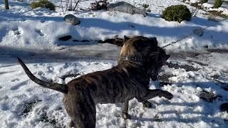 Montreal Presa Canario - Female Presa - presacanariobull.com