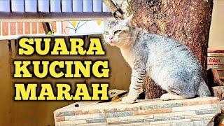 Suara Kucing Marah