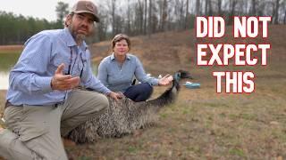 We Cannot Believe What We Just Found in the Emu Pasture! (Huge Surprise)