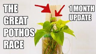 The Great Pothos Race One Month Update