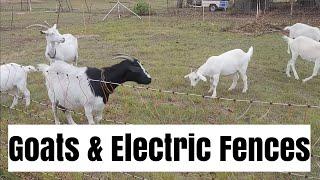 Goats and Electric Fences