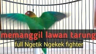 Lovebird memanggil lawan,ngetik ngekek gacor,pancingan Lovebird ngekek