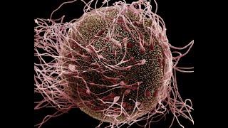 Inside the IVF Lab | Journey of an Oocyte & Sperm during IVF Process | OPU, Fertilization &  ET
