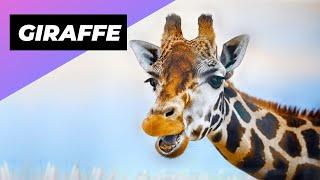 Giraffe  The Tallest Animal In The World #shorts