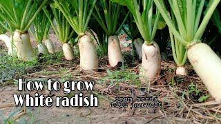 Growing White Radish From Seeds Till Harvest / Easy and Grow well / White Radish by NY SOKHOM