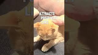 Cat positive vibes, daily motivation inspiration #cat #positivevibes #inspiration #motivation