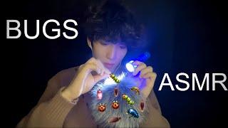 ASMR | Bug Searching NO TALKING 