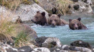Haines Alaska; Grizzlies, Brown Bears, many many playful cubs!
