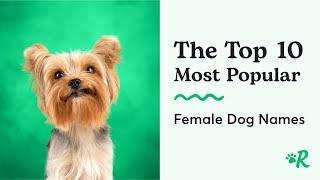 The Top 10 Female Dog Names - Common Girl Dog Names