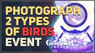 Photograph 2 types of birds Genshin Impact