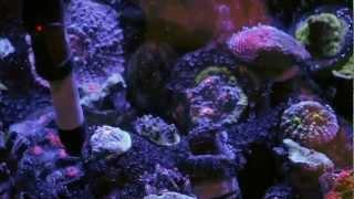 Mike Paletta's 300 Gallon Reef(2) - ReefKeeping Video by AmericanReef - Start a Saltwater Aquarium