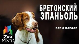 Бретонский эпаньоль - Все о породе собаки | Собака породы бретонский эпаньоль