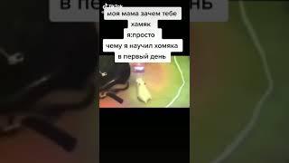 шок хомяк научился флексить