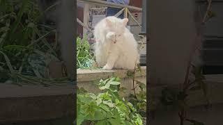 cat in Positano