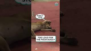 Dog Can't Stand His Owner's Singing || ViralHog