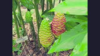 Shampoo Ginger from Rhizome-Plant-Red Cones - Zingiber zerumbet awapuhi, bitter, shampoo & pine cone