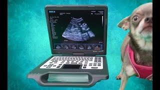 Canine Pregnancy Ultrasound Scan Walkthrough