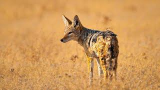 Life and Struggles of Africa's Underdog: The Jackal | Our World