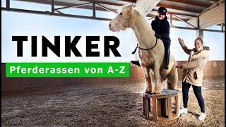 Horse breeds from A-Z | Tinker - Everything about the enchanting breed