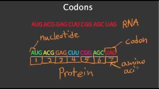 Codons