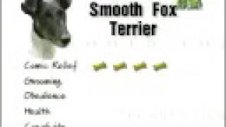 Breed All About It - Smooth Fox Terrier