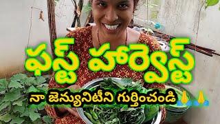 Vegetable Garden Harvesting day Sept 2020| Vegetable/Kitchen Garden in Hyderabad