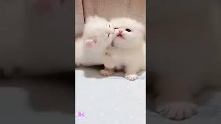 Cute Baby Cat WhatsApp Status ️Cute Cat Status |Animals Profile#shorts#cat