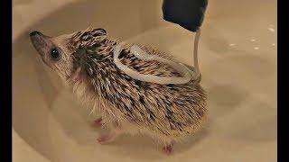 My Hedgehog Gets A Bath